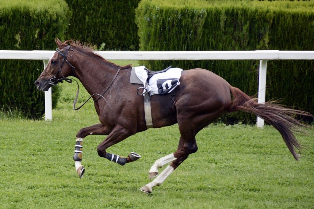 Cavallo sfreccia, velocità al galoppo