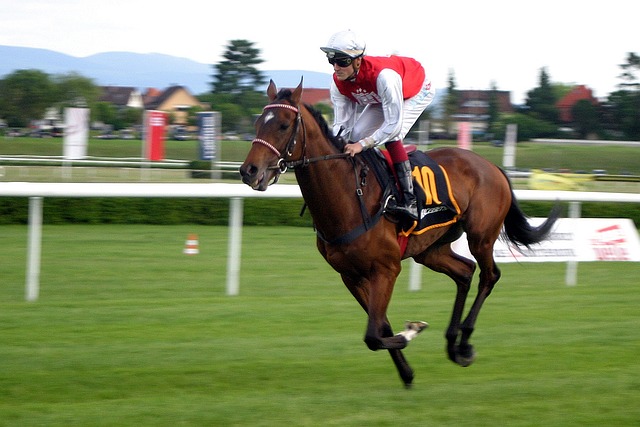 Velocità cavallo al galoppo su pista erbosa